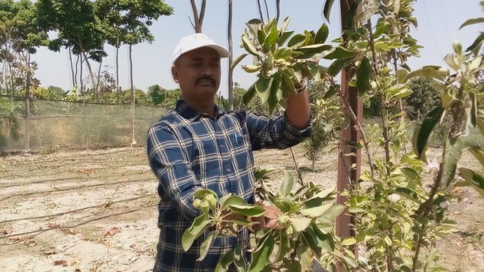 सेव के पौधे पर लगे फल को दिखाते किसान हर्ष रंजन उर्फ सोनू
