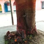 अनजाने में ‘यक्षिणी’ को देवी मान पूज रहे लोग, खतरे में मौर्यकालीन धरोहर :सकरा की जमीन में दफन है पुरानी सभ्यता