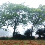 महाविनाश का सायरन! वैशाख की आग में ‘कोहरे’ का पहरा; घाघ की चेतावनी—’अब की बार, सूखे की मार’