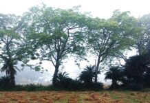 महाविनाश का सायरन! वैशाख की आग में ‘कोहरे’ का पहरा; घाघ की चेतावनी—’अब की बार, सूखे की मार’